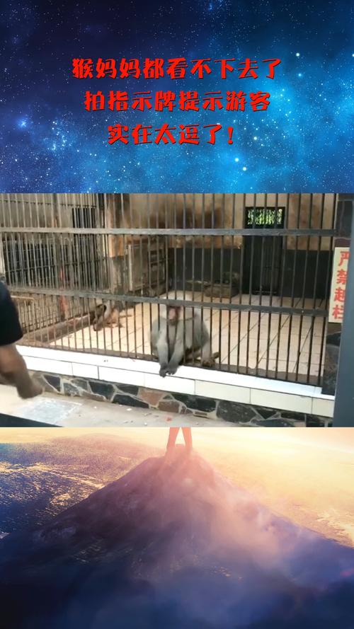 今晚澳门特马开奖结果和车钥匙逗猴被猴抢走与猴子车钥匙