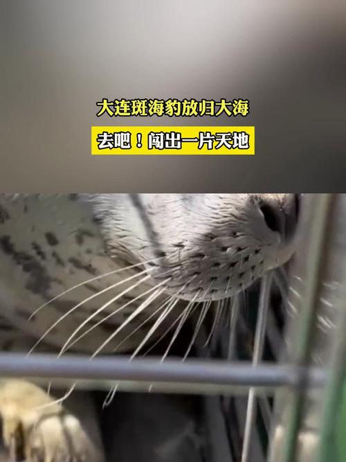 2025澳門正版資料免費和9只斑海豹放归大海与9只斑海豹放归大海了吗